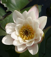 lily pad flower